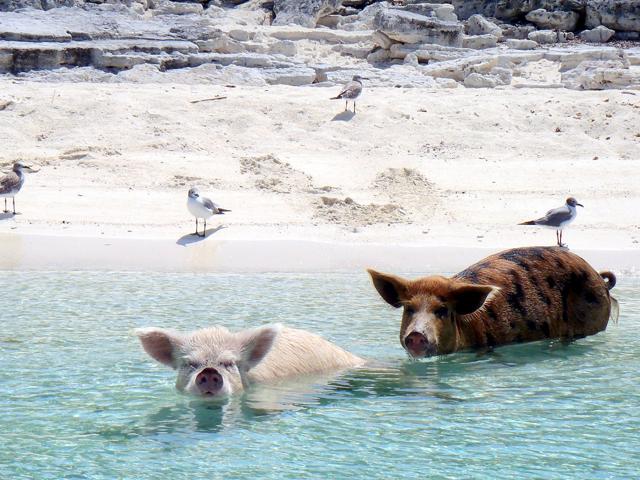 Pig Beach